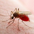 Malarija: Slučajno otkriće o komarcima koje bi moglo da pomogne u borbi protiv smrtonosne bolesti