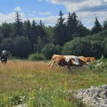 U Prijepolju raspisan Javni poziv za nabavku kvalitetnih priplodnih grla za unapređenje stočarstva