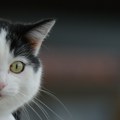 Nova studija otkrila da mačke imaju gotovo 300 izraza lica: Kada žele da se igraju, to pokazuju baš kao ljudi