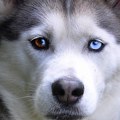 Psi su tokom pripitomljavanja promenili boju očiju, zašto posebno volimo one sa smeđim, toplim pogledom