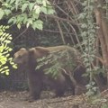 Medved napao skijašicu: Drama na Šar planini: Životinja ujela ženu, hitno odvezena u bolnicu