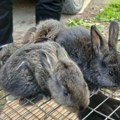 Jezivi ''frankenštajn'' zečevi uteruju strah u kosti Deformisane životinje izazvale paniku među stanovništvom, razlog ove…