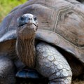 Džinovske kornjače ponovo naselile Galapagos, posle više od 150 godina