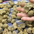 Kilogram košta i do 2.500 evra, a Delimir ih pronalazi u svom dvorištu: Evo kako sa psom sakuplja najskuplji delikates na svetu…