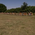 Kikinda: Pčelari zadovoljni pčelinjom pašom