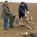 Masakr ptica u Srbiji: Godišnje strada od 140.000 do 170.000 jedinki