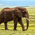 Slonovi: Fascinantni džinovi afričkih i azijskih prostranstava