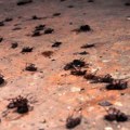 "Strašne, gadne i ljigave": Najezda bubašvaba u Osijeku: Za sobom ostavljaju otiske, ostatke kože i mrtve životinje…