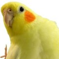 Ovaj papagaj je apsolutni hit! Zbog ljubomore prema kompjuterskom mišu uradio je nešto preslatko!