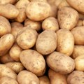 Nemačka: Cena krompira u slobodnom padu, rekordni prinos tek predstoji