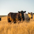 Rođeno i hranjeno u Srbiji: Nova nacionalna oznaka