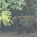(Video) Medved snimljen na kilometar od centra Ivanjice: Čim je ugledao farove automobila učinio je nešto zbog čega su se svi…