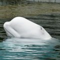 VIDEO: Beluga kit pokazao znak inteligencije za koji se pre mislilo da je jedinstven za ljude