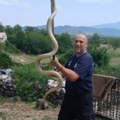 (Foto) "Imao sam pune ruke posla" Mišo u istom danu iz kuća izvadio 3 džinovske zmije i 3 legla stršljena: Ljudi ga mole da…