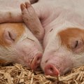 Izvršena je eutanazija 17.888 svinja u Srbiji zbog afričke kuge – zaraza postala regionalni problem
