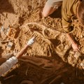 Arheolozi u Engleskoj našli ogromnu lobanju vodenog reptila od pre 150 miliona godina