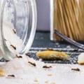 Zaboravite na skupe sprejeve Ovaj trik uništava mrave u roku od 10 minuta, a ne košta ni 100 dinara!