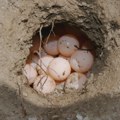 Nesvakidašnje otkriće na Adi Bojani: Naučnici ogradili gnezdo životinje, apeluju na posetioce da ne prilaze (FOTO)