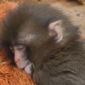Svet ponovo priča o mladom makakiju Panču: Doživeo je pravu dramu, a snimak je bizaran!