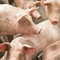 Proizvođači mesa u strahu od afričke kuge svinja