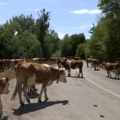 Stoka na Suvoj planini opet bez vode, stočari protestovali, vraća se cisterna