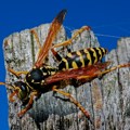 Ciklonizacija tretira komarce i krpelje, ali i spašava od stršljenova po potrebi (AUDIO)