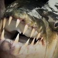 Izvukao jezivo čudovište iz dubina: Britanac upecao "afričku piranu" od 33 kilograma, ima zastrašujuće zube kao ajkula, napada…