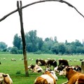 Hoćemo li jesti jeftiniju teletinu Šta se dešava sa cenom stoke? Prasići do 320 dinara za kg