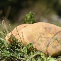 „Dani ivanjičkog krompira“ okupljaju proizvođače i kulinarske majstore u Katićima