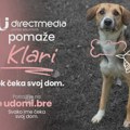 Klara traži dom - previše dobra da ostane neprimećena