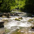 Studenica krije velika bogatstva: Domaći naučnici otkrili su u reci novu strogo zaštićenu vrstu ribe