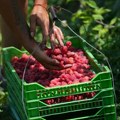 Agencija AP: Maline iz Arilja širom sveta