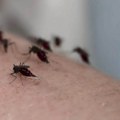 5 Mirisa koje komarci ne mogu da podnesu - odmah beže! Biljke i namirnice koje teraju i najkrvoločnije, a još su jeftine