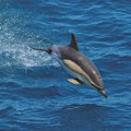 Životinje: Francuska privremeno zabranjuje ribolov kako bi spasila delfine