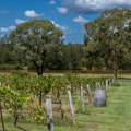 Australijski farmeri uništavaju milione čokota vinove loze zbog viška vina! Više od dve milijarde litara u skladištu se…