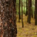 Zašto se suši drveće širom Srbije?