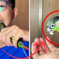 Papagaj "postao" zubar: Dečak samo njemu dopušta da mu sređuje zube
