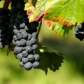 Carine SAD bi bile katastrofalne po vinogradarstvo, tvrde francuski poljoprivrednici