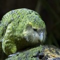 Kakapo: Debeljko među papagajima koji može da živi skoro 100 godina