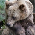 Medved teško povredio migrante kod Bihaća: Drama na planini, zver im nanela jezive posekotine, uspeli da se odbrane nožićem
