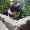 Седам дана није смела да сиђе са дрвета: Ватрогасци из Новог Сада спасили мачку која је данима била без хране и воде