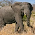 Slon ubio Amerikanku u Africi