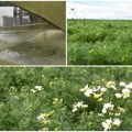 Potencijal vredan milione evra, a dajemo ga u sirovom stanju Gajimo kamilicu i nanu, a možemo 700 vrsta lekovitog bilja u…