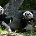 "Panda diplomatija": Kina šalje dve pande Sjedinjenim Američkim Državama