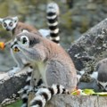 Prinova u zoo-vrtu na Paliću: 4 preslatke bebe lemura čekaju imena, predlozi još danas! (foto)