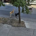 Šapčanin pet dana traži pomoć zbog pasa u ulici Ćirila i Metodija: „Da li je potrebno da napadnu neko dete?“