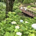 Hortenzije – raskošne biljke u bašti Japana