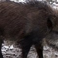 Pronađen leš Zvanično potvrđen prvi slučaj zaraze kod divljih svinja, bolest se širi po BiH