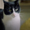 Čudo od mačka: Vlasnica objasnila kako je njen ljubimac preživeo potpuno uništavanje njene kuće u poplavi: "Druži se sa…