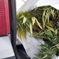 FOTO: Policija kod muškarca u Sremskoj Mitrovici pronašla 21 kilogram sirove marihuane i zasade